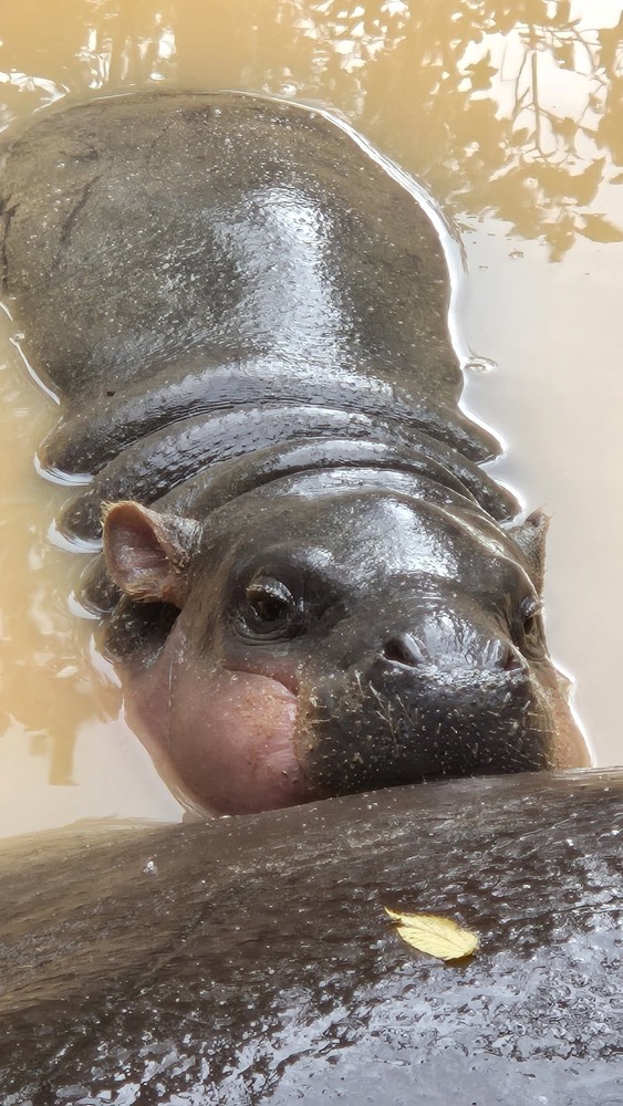 baby hippo